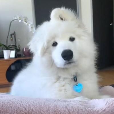 Via Vallen avatar